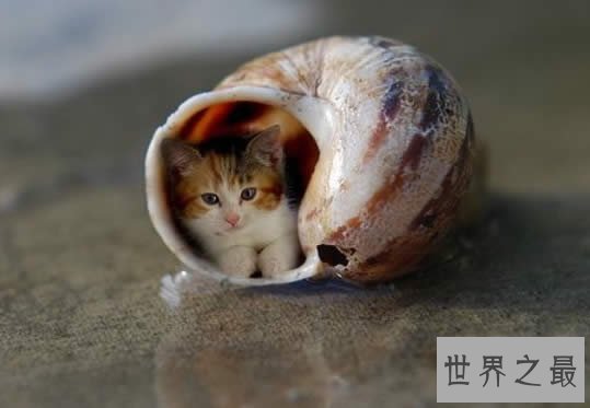 世界上最小的猫,比可乐罐还小(组图)