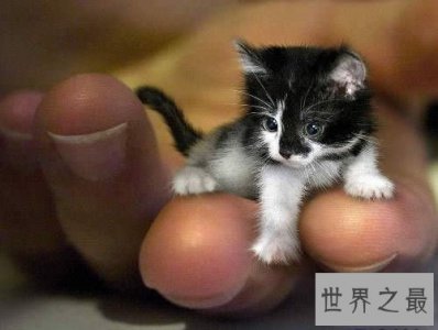 ​世界上最小的猫，比可乐罐还小(组图)