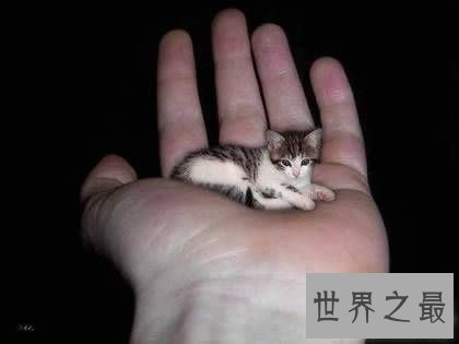 世界上最小的猫,比可乐罐还小(组图)