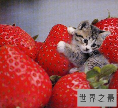 世界上最小的猫,比可乐罐还小(组图)