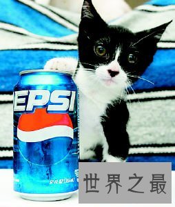 世界上最小的猫,比可乐罐还小(组图)