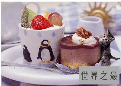 世界上最小的猫,比可乐罐还小(组图)