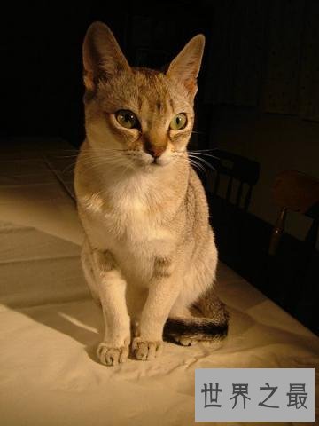 世界上最小的猫,比可乐罐还小(组图)