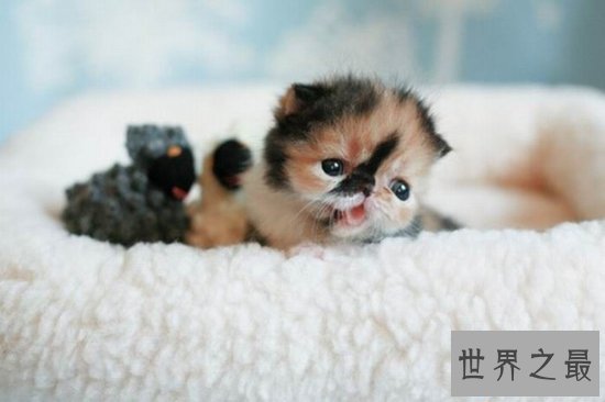 世界上最小的猫,比可乐罐还小(组图)