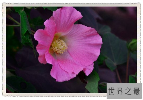 颜色变化最多的花,弄色木芙蓉的颜色真的是千变万化!