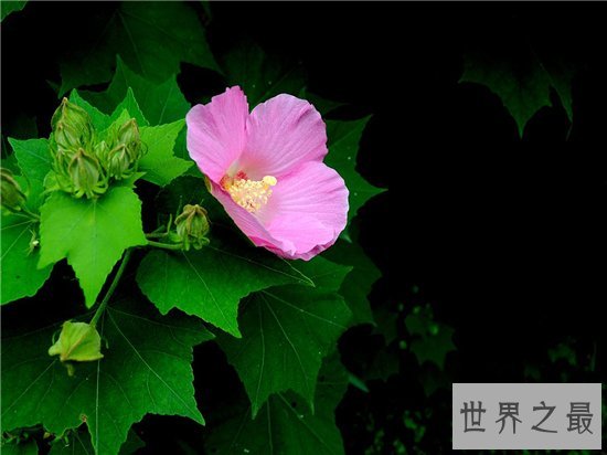 颜色变化最多的花,弄色木芙蓉的颜色真的是千变万化!