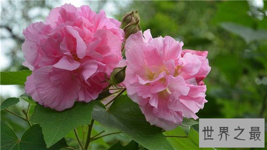 颜色变化最多的花,弄色木芙蓉的颜色真的是千变万化!