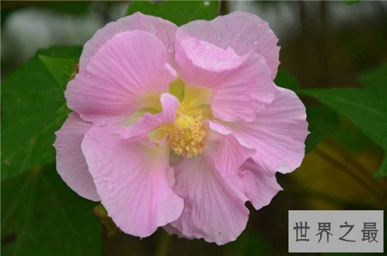 颜色变化最多的花,弄色木芙蓉的颜色真的是千变万化!