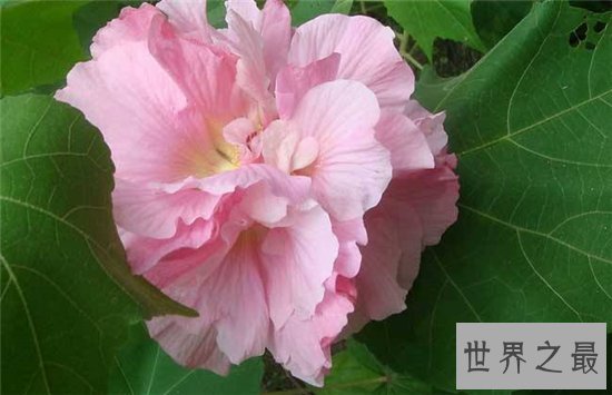 颜色变化最多的花,弄色木芙蓉的颜色真的是千变万化!