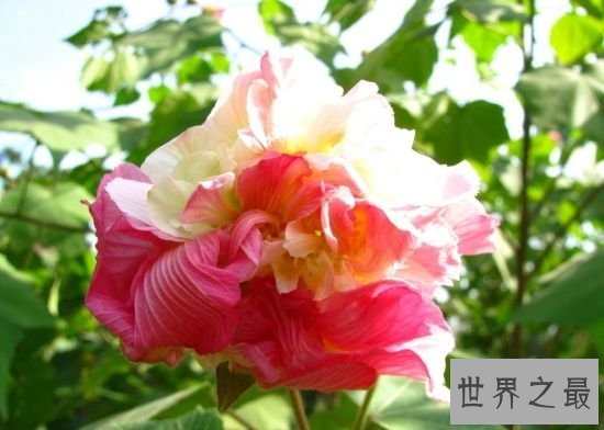 颜色变化最多的花,弄色木芙蓉的颜色真的是千变万化!