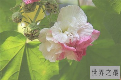 ​颜色变化最多的花，弄色木芙蓉的颜色真的是千变万化！