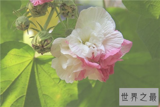 颜色变化最多的花,弄色木芙蓉的颜色真的是千变万化!