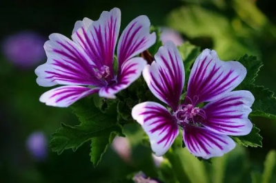 ​锦葵的花语是什么？锦葵的象征意义是啥？