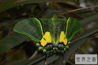 ​世界十大最出名的蝴蝶，光明女神闪蝶上榜，第一被誉为蝶之骄子