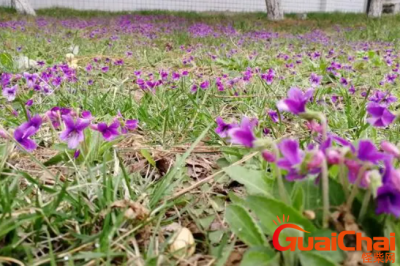 ​紫花地丁有什么作用？紫花地丁怎么用？