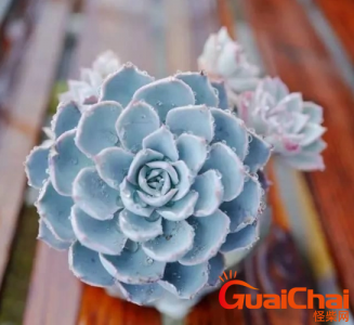 ​多肉白雪公主如何养？多肉白雪公主好养吗？