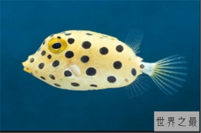 ​世界十大最萌的鱼：蓝线雀鱼上榜，它形似小猪仔