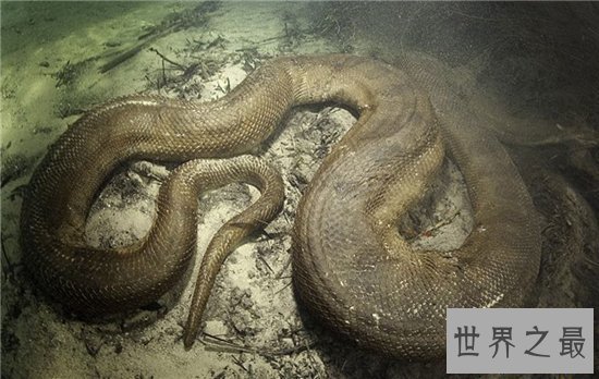 泰坦巨蟒早在五千年前灭绝,体重可以超过一千千克