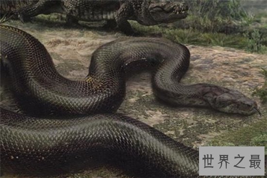 泰坦巨蟒早在五千年前灭绝,体重可以超过一千千克