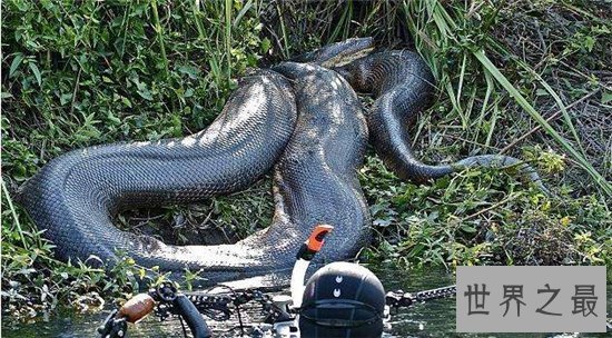泰坦巨蟒早在五千年前灭绝,体重可以超过一千千克