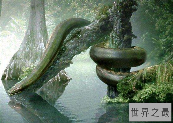 泰坦巨蟒早在五千年前灭绝,体重可以超过一千千克