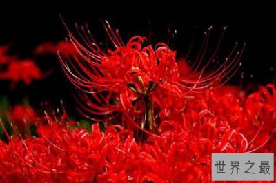 ​十大不吉利花：蒲公英上榜 双生花残酷又美丽