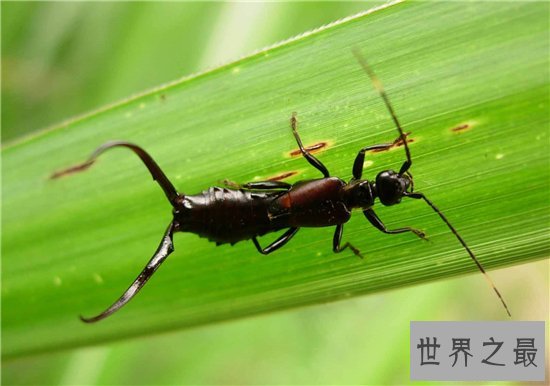 蠼螋生活在热带和亚热带,并不会偷偷溜进人类耳朵