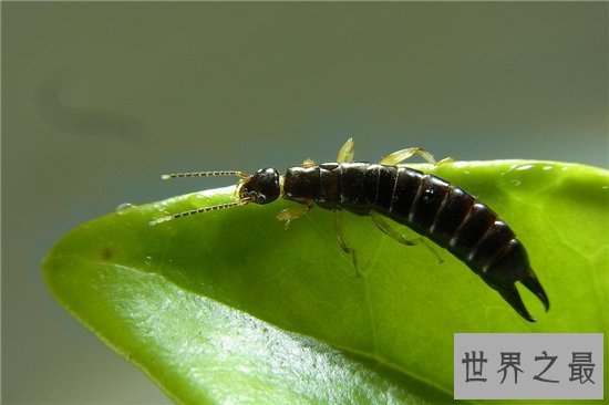 蠼螋生活在热带和亚热带,并不会偷偷溜进人类耳朵