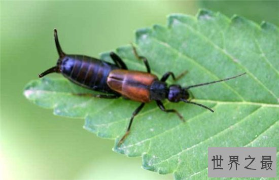 蠼螋生活在热带和亚热带,并不会偷偷溜进人类耳朵