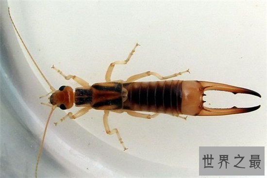 蠼螋生活在热带和亚热带,并不会偷偷溜进人类耳朵