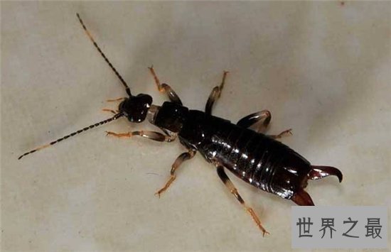 蠼螋生活在热带和亚热带,并不会偷偷溜进人类耳朵