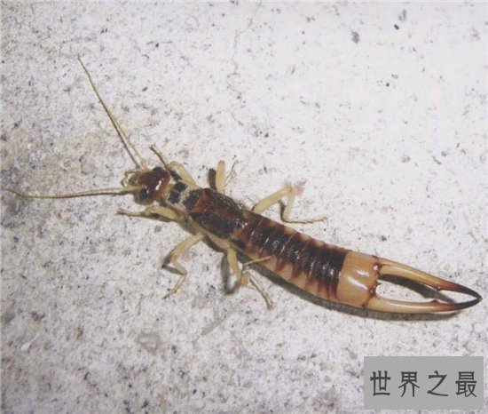 蠼螋生活在热带和亚热带,并不会偷偷溜进人类耳朵