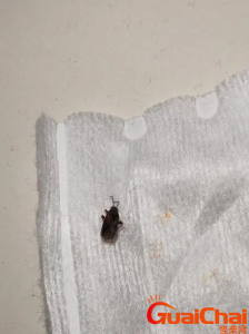 ​家里常见的虫子有哪些？家里有哪些虫子是常见的？