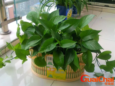 ​绿萝怎么养才能更旺盛？养绿萝要注意什么？