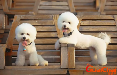 ​小比熊一般多少钱？小比熊犬多少钱一只价格贵吗?