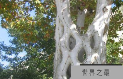 ​世界上最奇怪的树,加那利群岛的龙树,变成了雨伞