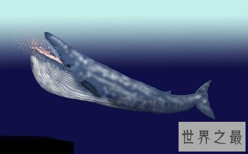 世界上最大的动物,海洋之霸稳居首位!