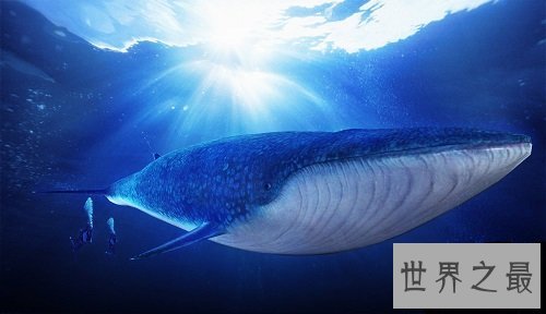 世界上最大的动物,海洋之霸稳居首位!