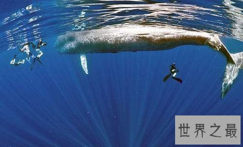 世界上最大的动物,海洋之霸稳居首位!