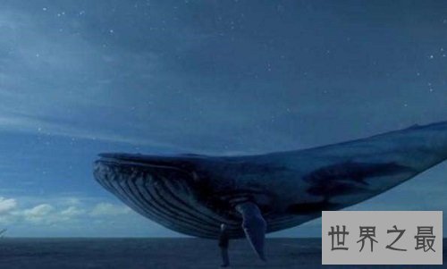 世界上最大的动物,海洋之霸稳居首位!