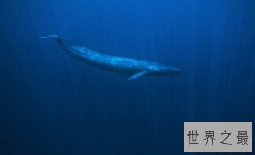 世界上最大的动物,海洋之霸稳居首位!