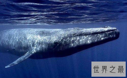 世界上最大的动物,海洋之霸稳居首位!
