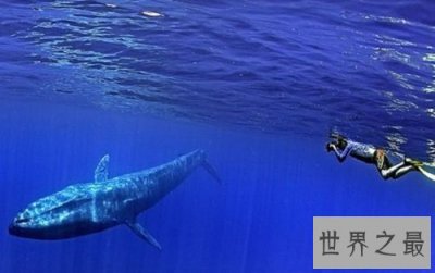 ​世界上最大的动物，海洋之霸稳居首位！
