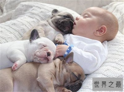 ​斗牛犬好养吗 怎么样才是正确的饲养方式