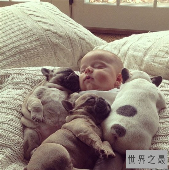 斗牛犬好养吗 怎么样才是正确的饲养方式