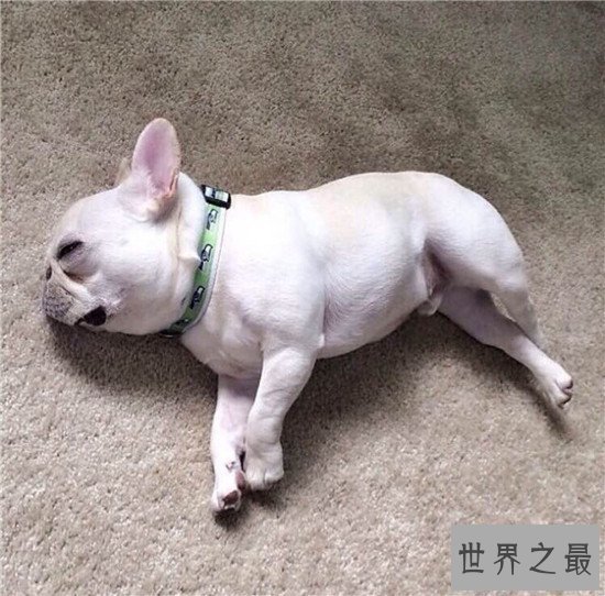 斗牛犬好养吗 怎么样才是正确的饲养方式