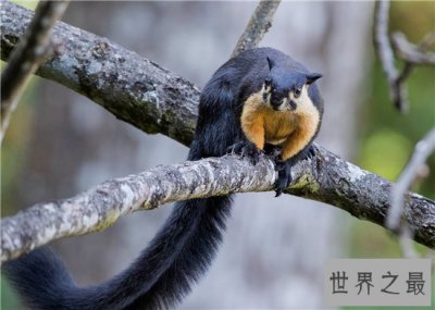 ​世界上最大的松鼠，巨松鼠体长竟然能达到一米！