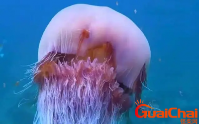 ​水母有没有毒？水母可以用手抓吗？