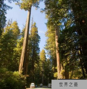 ​世界上最高的树叫什么