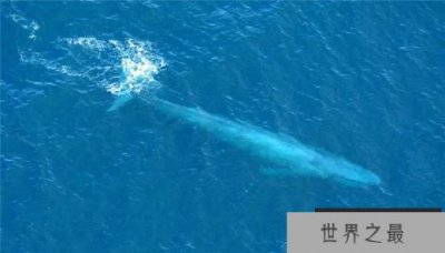 ​世界上最重的动物 蓝鲸重达410000磅